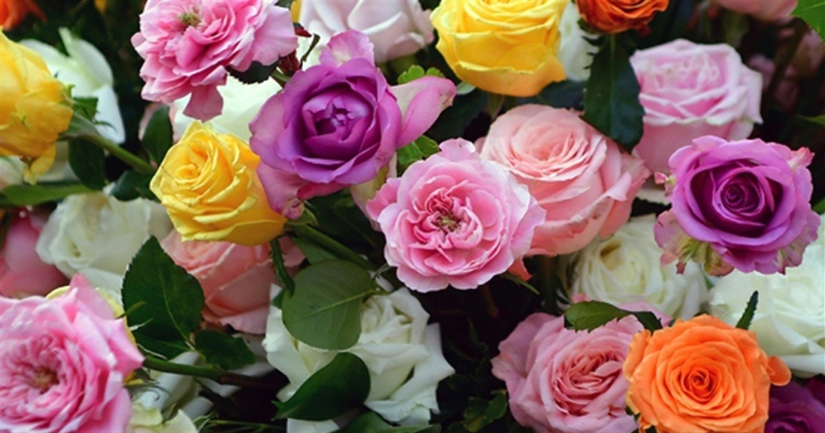 Коли піоновидні троянди – вдалий вибір: символіка