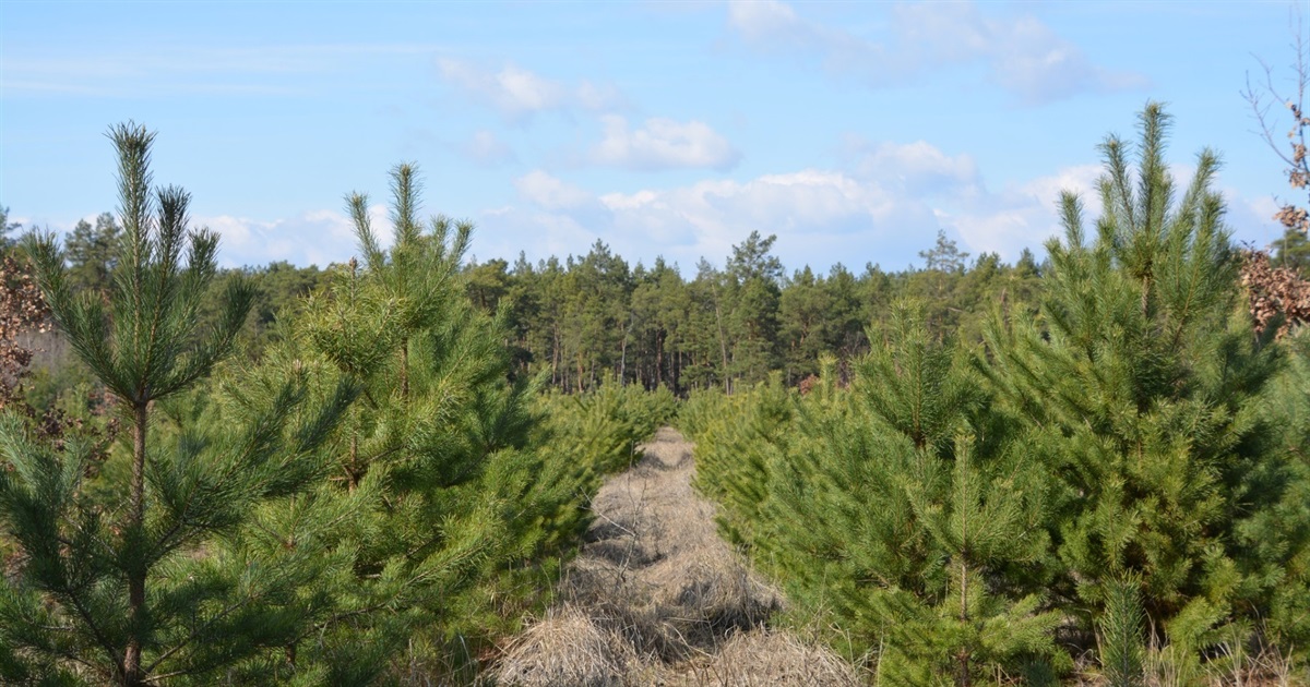 Суд зобов’язав Студениківську сільраду повернути державі понад 82 га колишнього "колгоспного" лісу