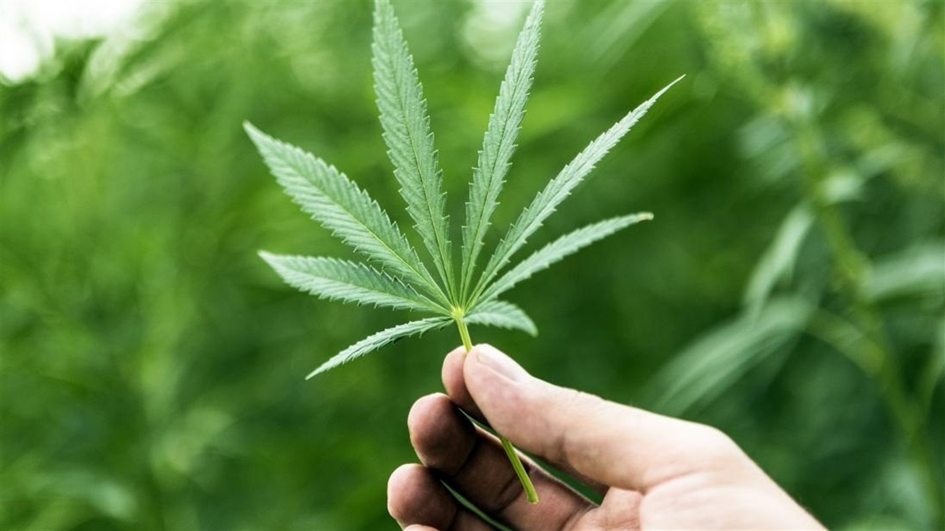 Трава от конопли вред приносит курение марихуаны