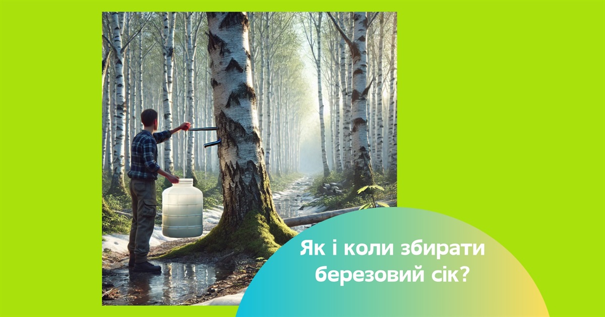 Коли і як збирати березовий сік — корисні поради та рецепти консервації