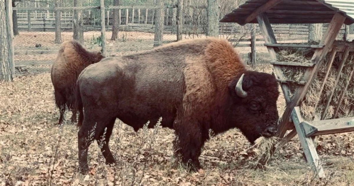 2 зубри забрели в село і випасалися на присадибній ділянці – їх врятували екоінспектори й лісівники