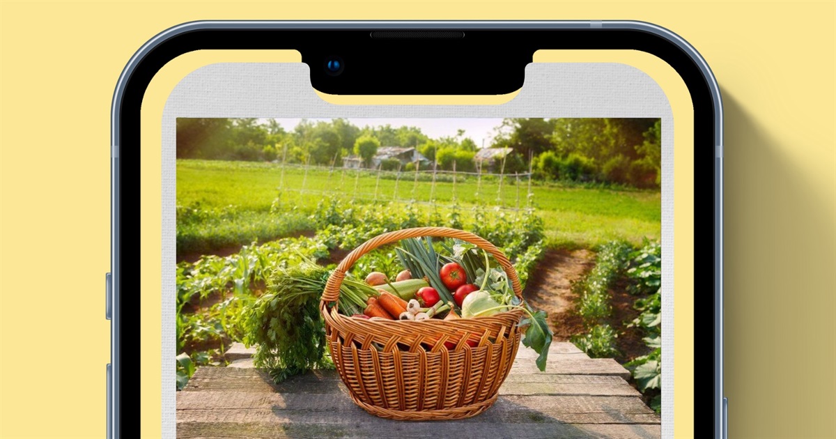 Місячний посівний календар на серпень 2025 року — що і коли сіяти