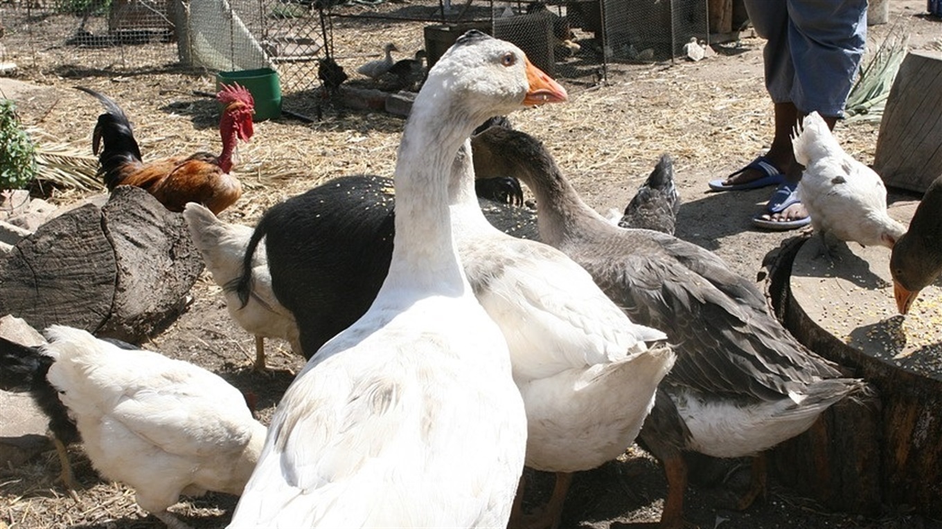 Сморід від сусідської домашньої худоби не дає спокою?  Ми знаємо, як цьому зарадити 