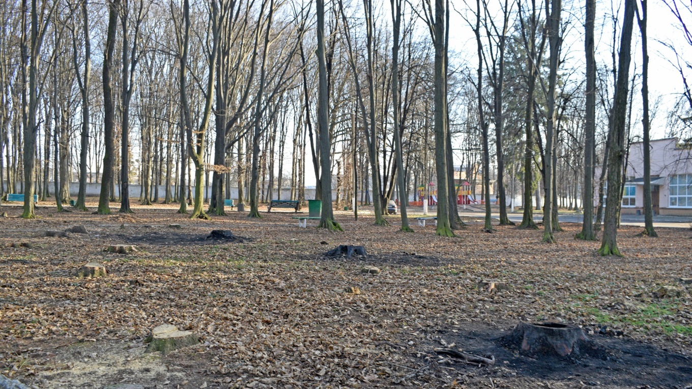 Віктор Дуфенюк: «Аварійні дерева в парку зрізають згідно заключення служби «Вінницялісозахист»