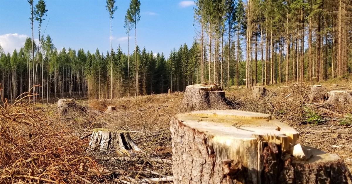 Рубав в лісі сосну: чоловіка засудили до 5 років позбавлення волі з випробувальним строком