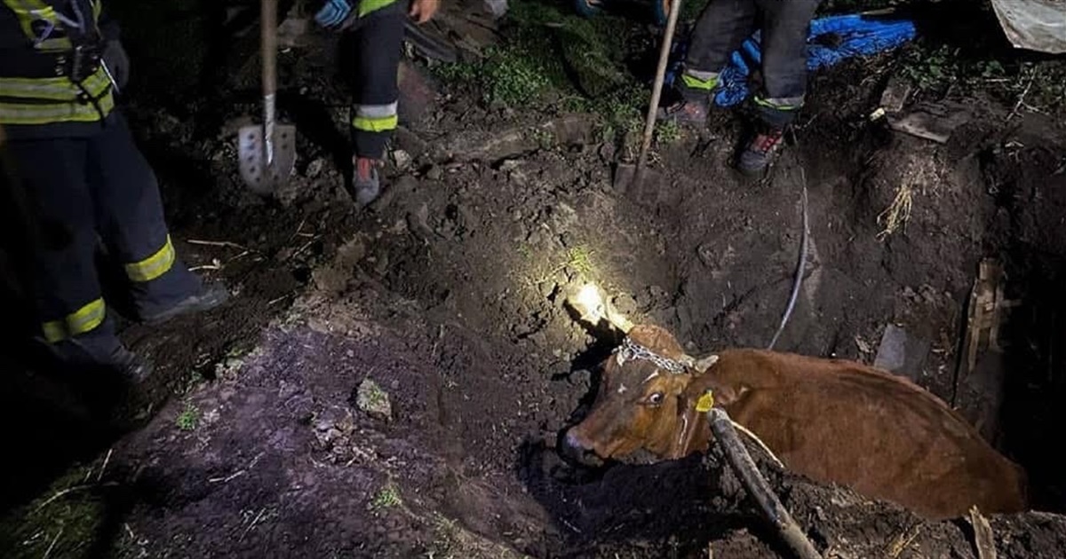 На Переяславщині рятувальники витягнули з ями 400-кілограмову корову