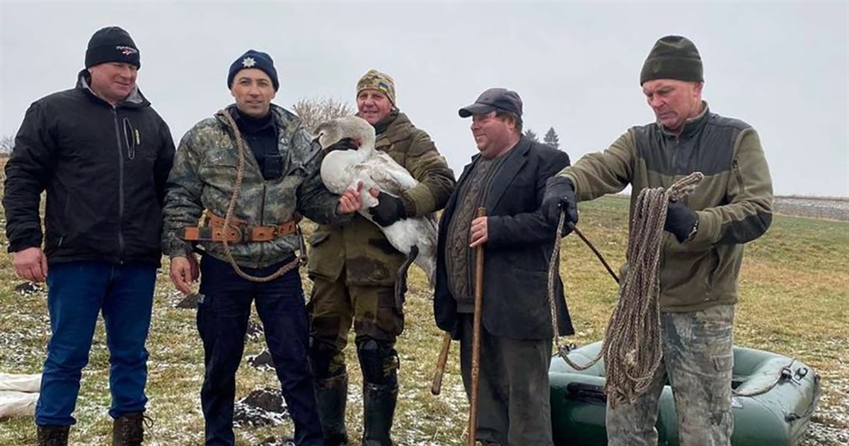 Поліцейський на Звягельщині допоміг врятувати лебедя з крижаної пастки на водоймі