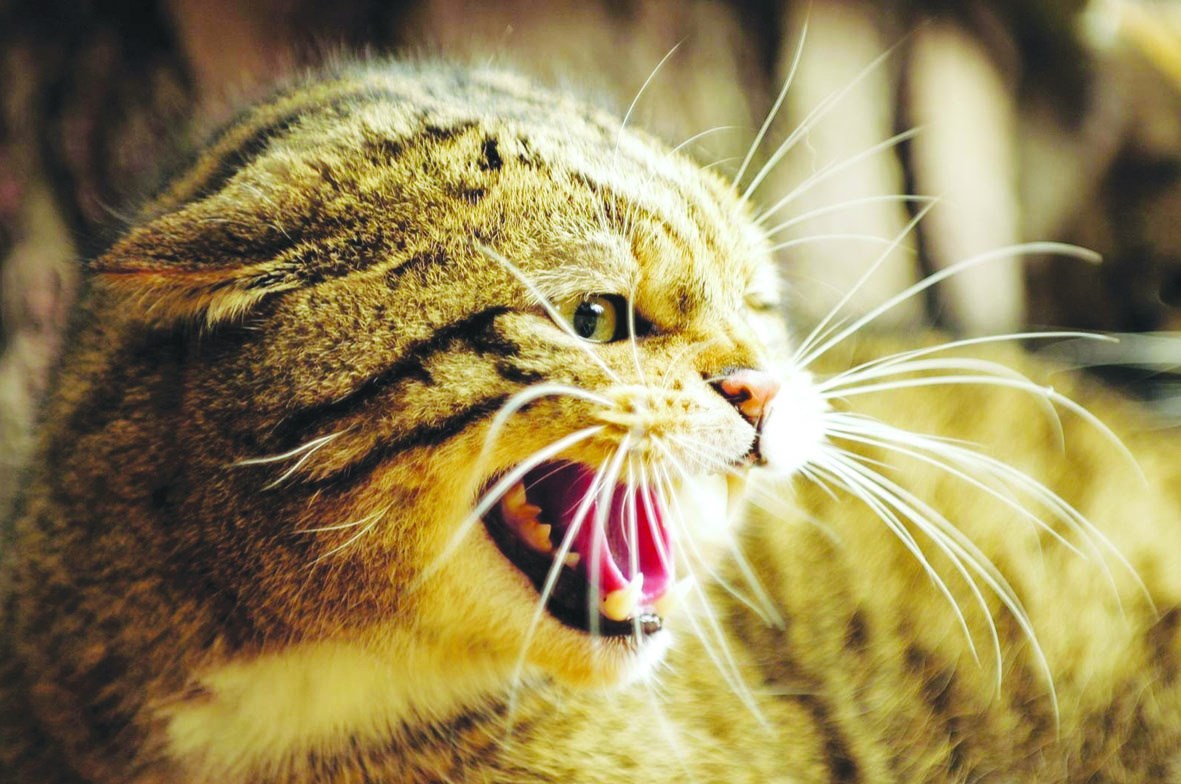 Бродячих животных меньше не становится. Как избежать бешенства?
