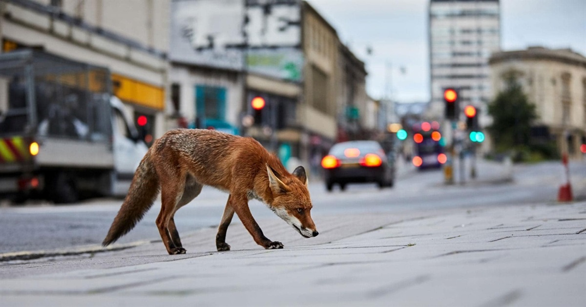 Обережно сказ: на Звягельщині фіксують випадки нападів диких тварин