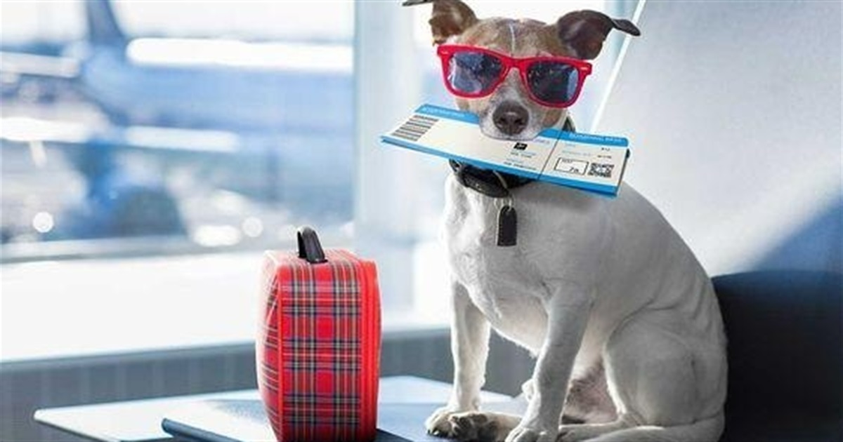 Собаки та коти на круїзному лайнері — тепер це реальність. Як взяти улюбленця на відпочинок