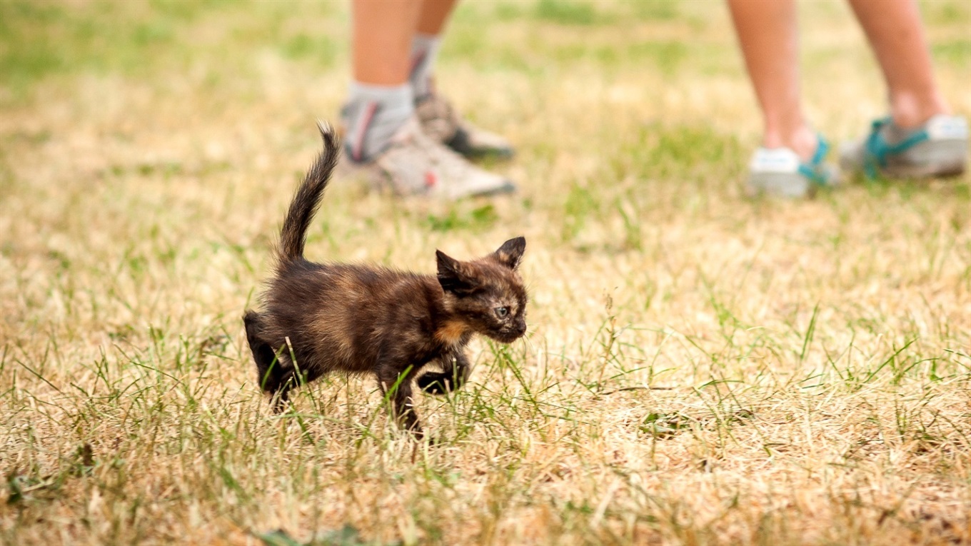 Фото дня: торецкий котенок-футболист