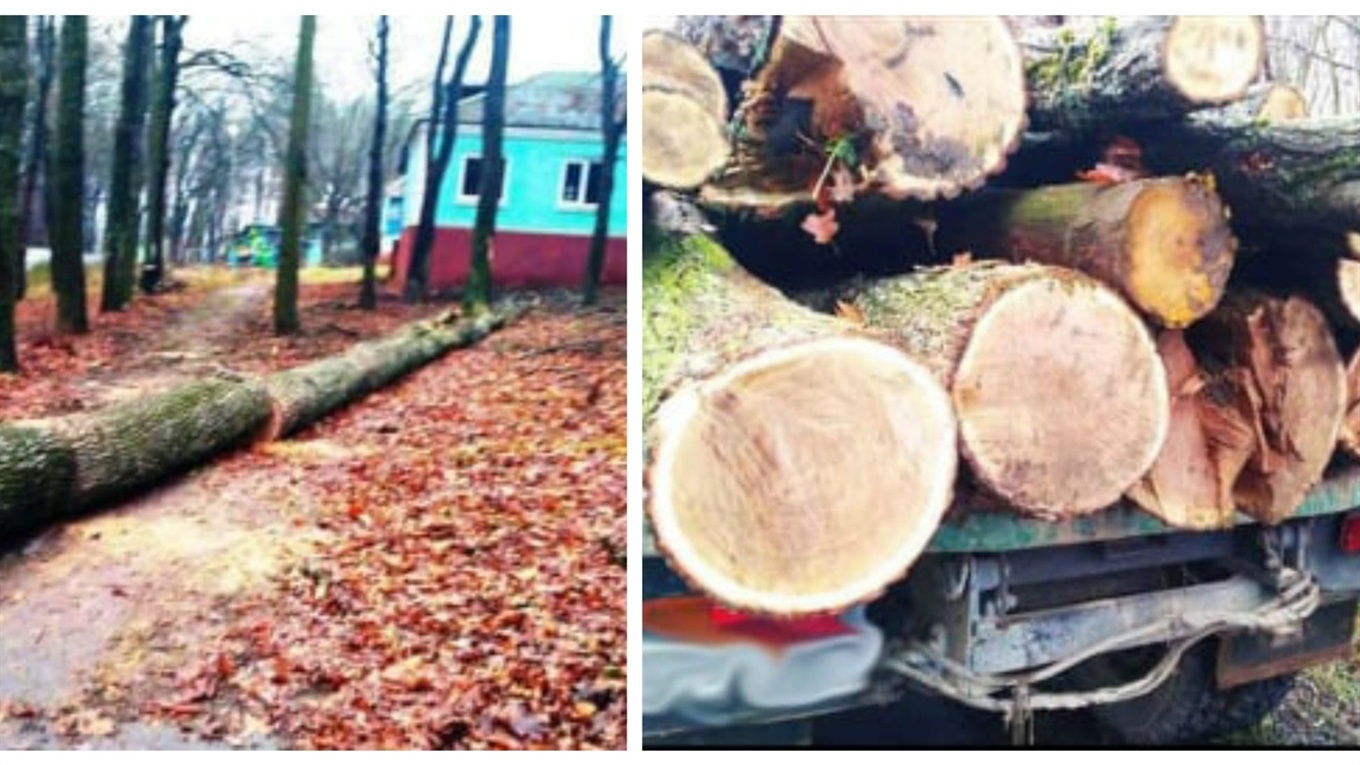 На Жмеринщині незаконно зрізали 8 дубів на території дитячого табору