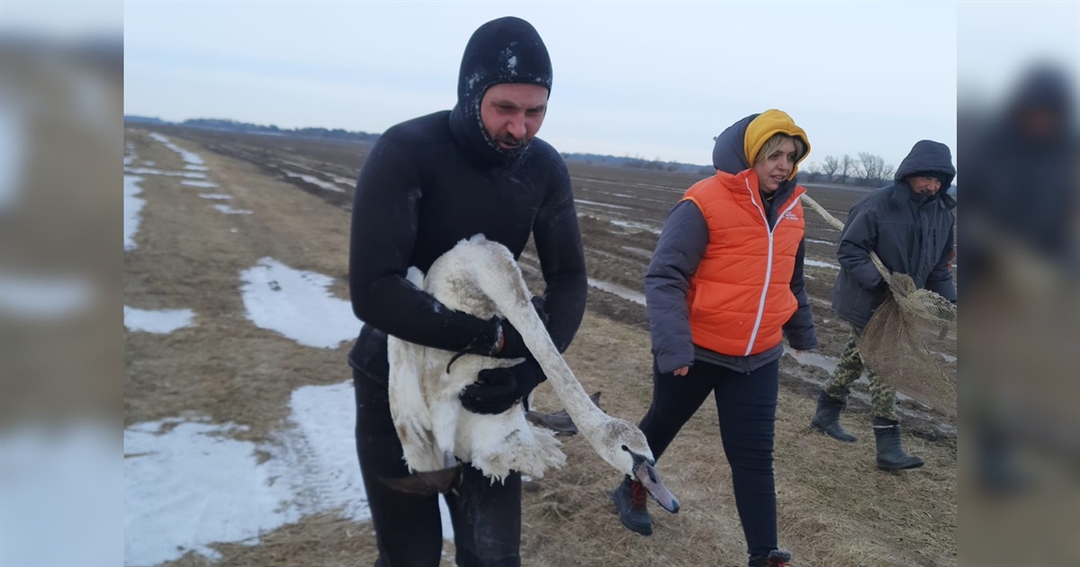 На Переяславщині в річці замерзли лебеді, люди врятували їх із крижаної пастки