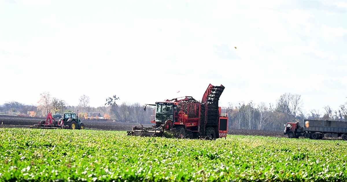 Цукрові буряки — як мала дитина: Олександр Широкоступ, керівник ФГ «Широкоступ»