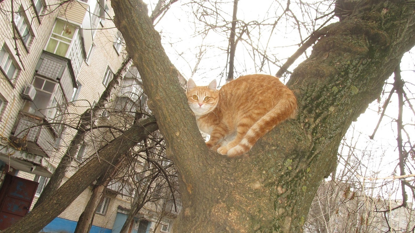 «И только кошка гуляет сама по себе и лишь по весне с котом» - сегодня у пушистиков праздник