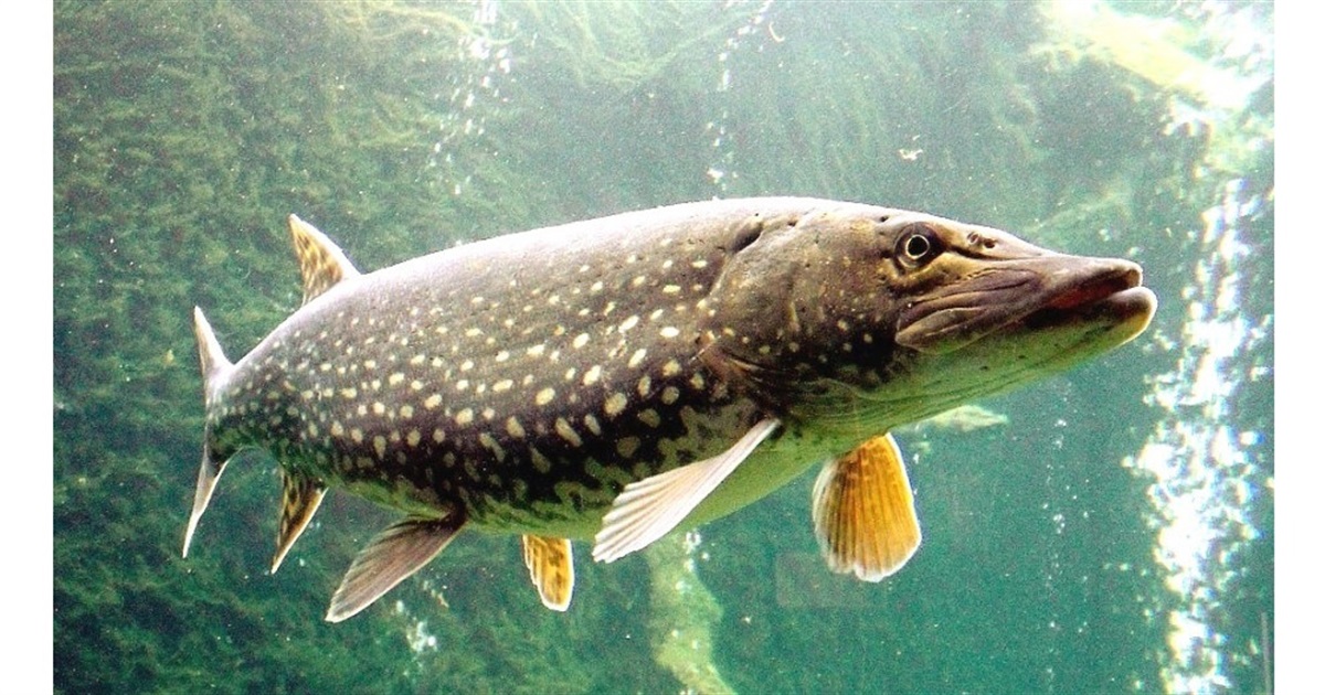 На території Вінницької області починає діяти заборона на вилов риби: де і коли