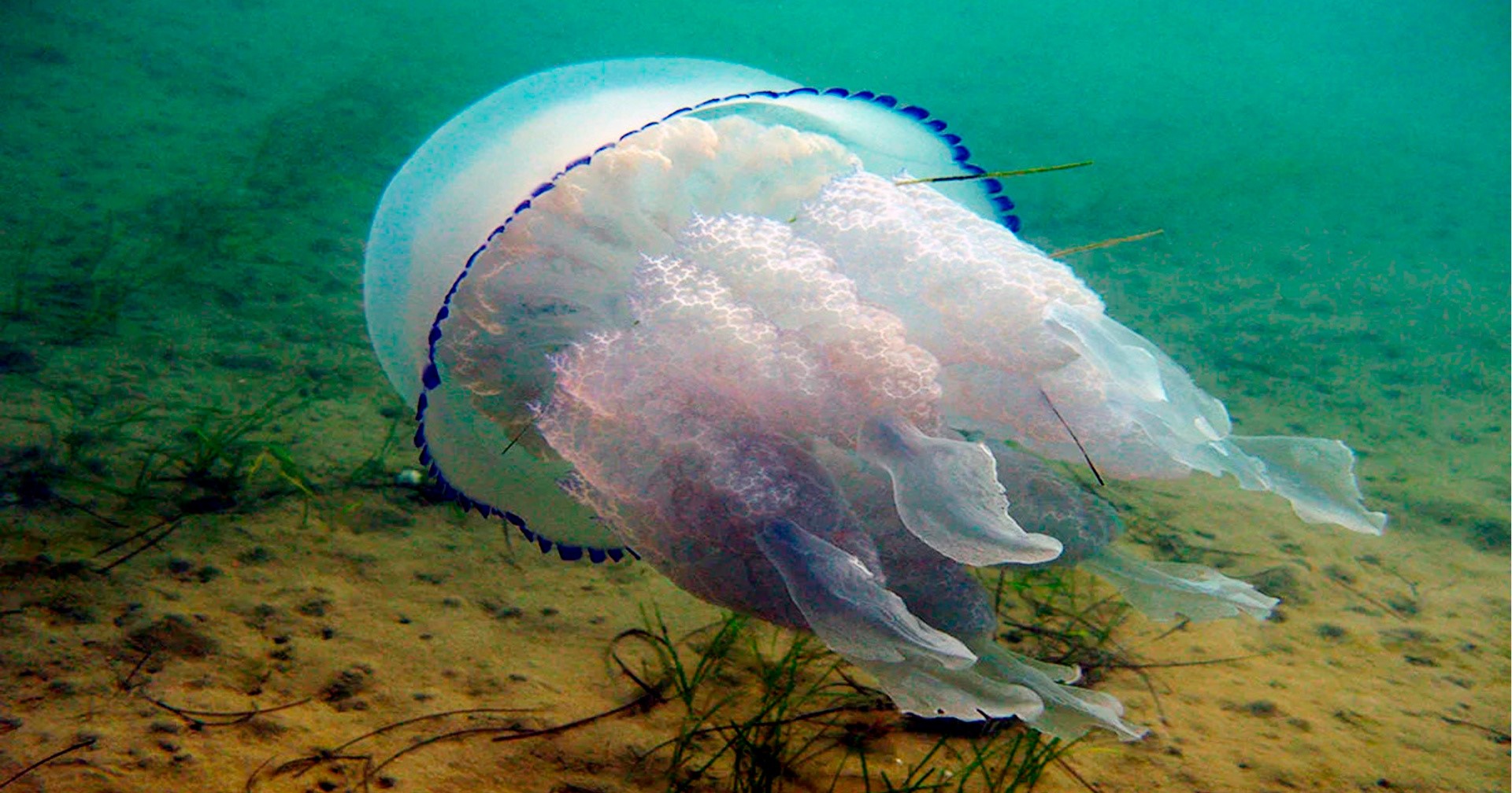 Медузи у морі. Вороги чи друзі?