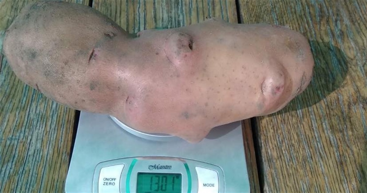 Одна картоплина заважила 1300 грамів. Корюківчанин Віктор Саченко про цьогорічний, «воєнний», врожай