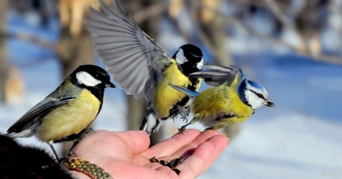 Пернате братство: які птахи залишаються зимувати у Пониззі Дністра. Як їх підгодовувати, і чи варто