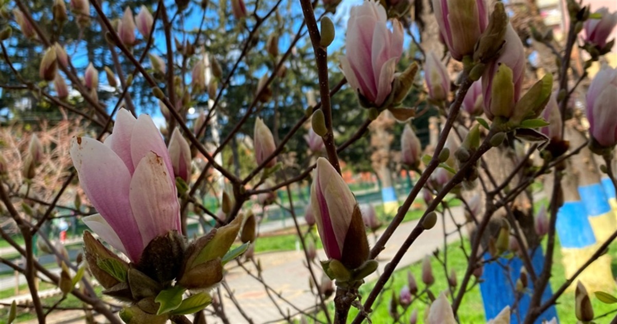 Фотофакт: біля барського ліцею №1 почали цвісти магнолії