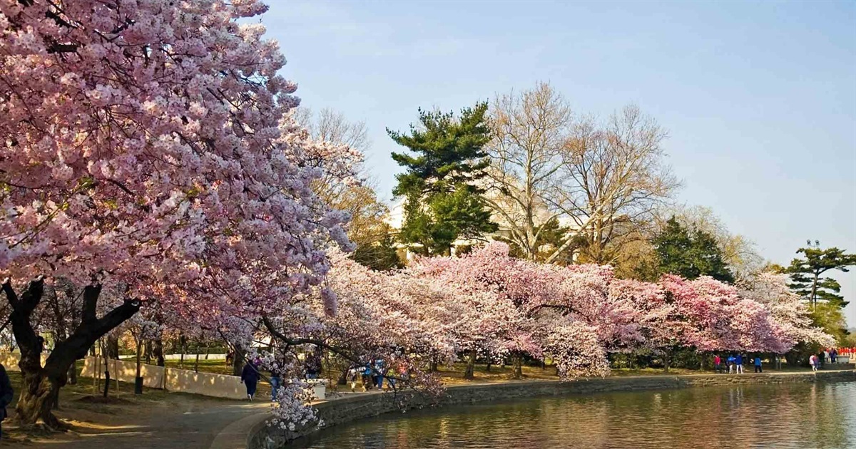 Сакури в Ужгороді 2026 зацвітуть раніше. Коли можна подивитися на рожеве диво та сфотографуватися
