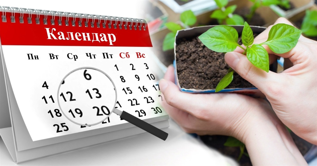 В які дні жителям Білопільщини краще працювати в саду і на городі: посівний календар на травень 2023