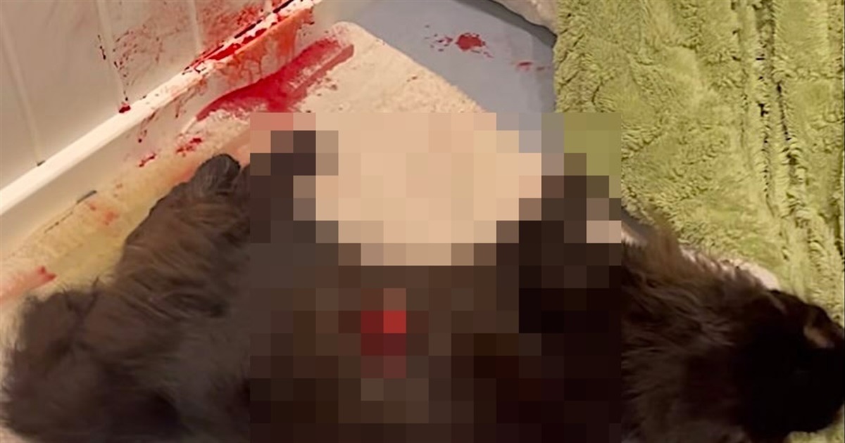 В Ізмаїлі куля пробила дах будинку та вбила домашнього улюбленця під час роботи ППО