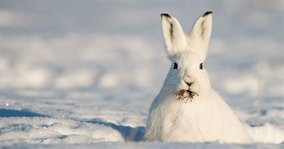 Морози послабшають: погода на Сумщині та в Україні найближчими днями