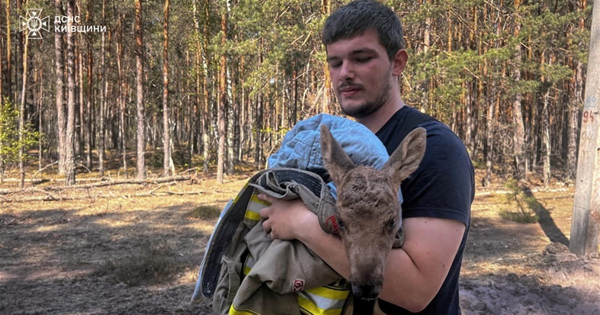 Рятувальники гасять масштабні пожежі на Київщині та врятували лосеня у Чорнобильському лісі
