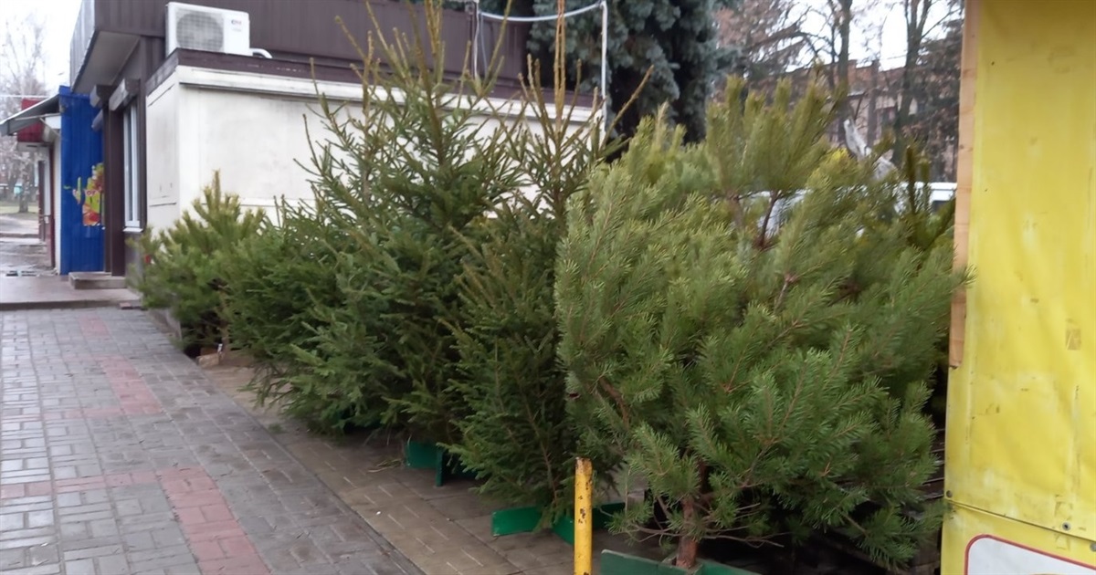 Скільки в Білопіллі коштує ялинка та які штрафи загрожують «зеленим браконьєрам»?