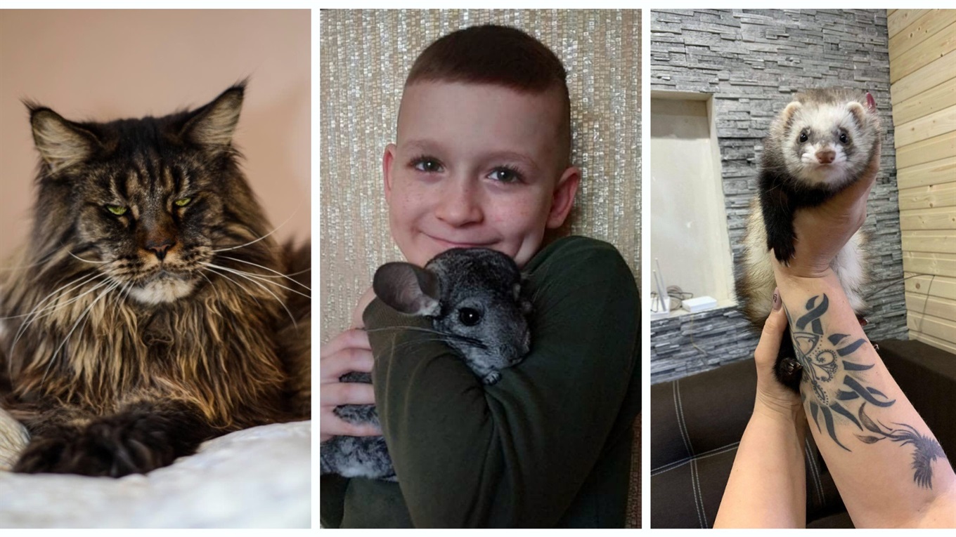 9-кілограмовий кіт, тхір та шиншила: незвичні домашні тваринки, які проживають у домівках жмеринчан