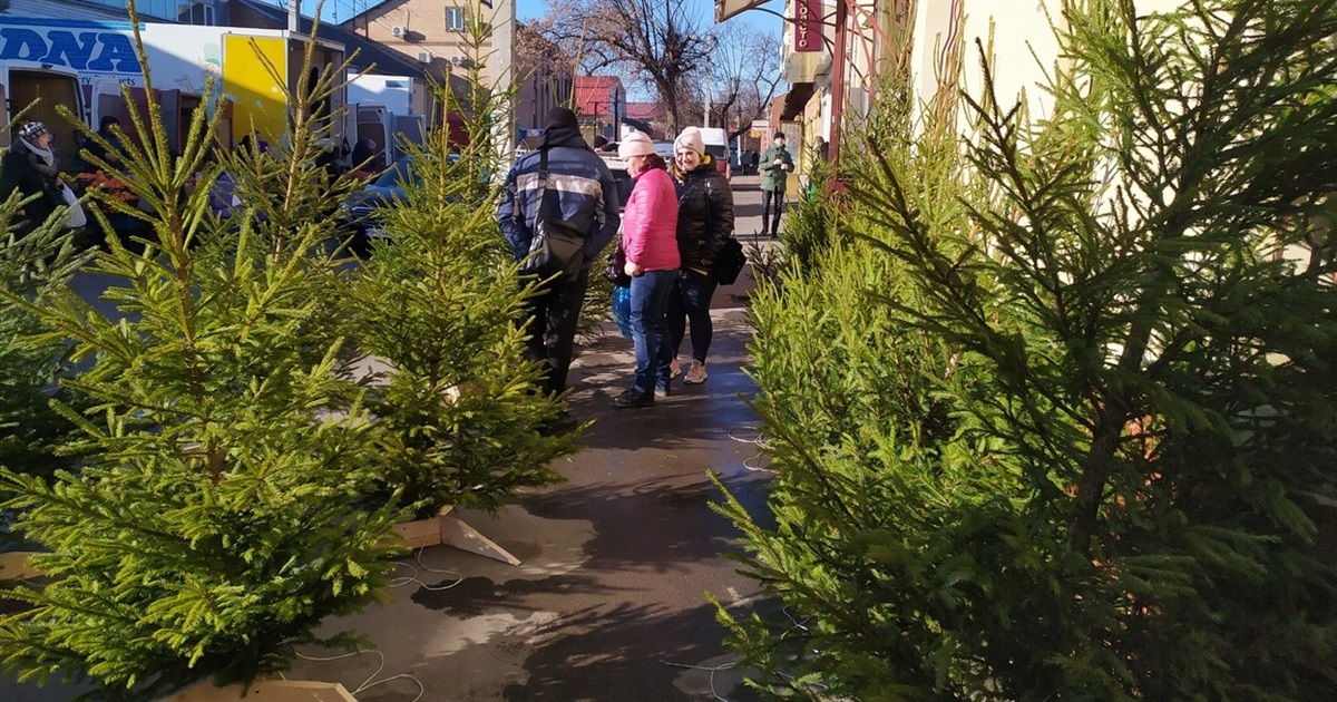 Сколько стоят новогодние елки в Измаиле