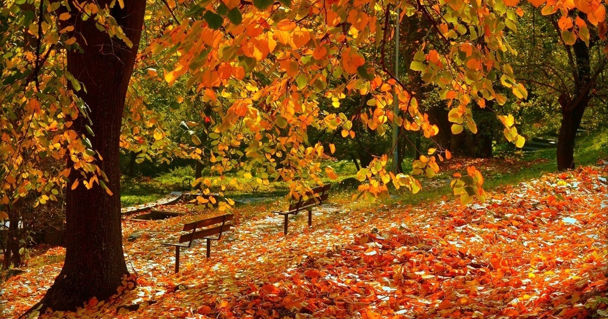 Листопад прийде з теплом: прогноз погоди на Сумщині та в Україні