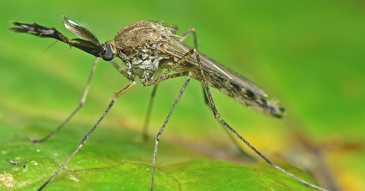 Нова небезпечна комаха Aedes detritus: якої шкоди завдає здоров'ю та як захиститись