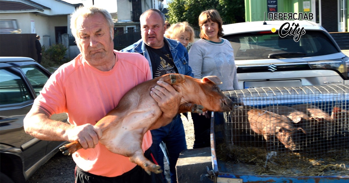 На базарі в Переяславі поросятка породи дюрок продають дорожче ніж інші