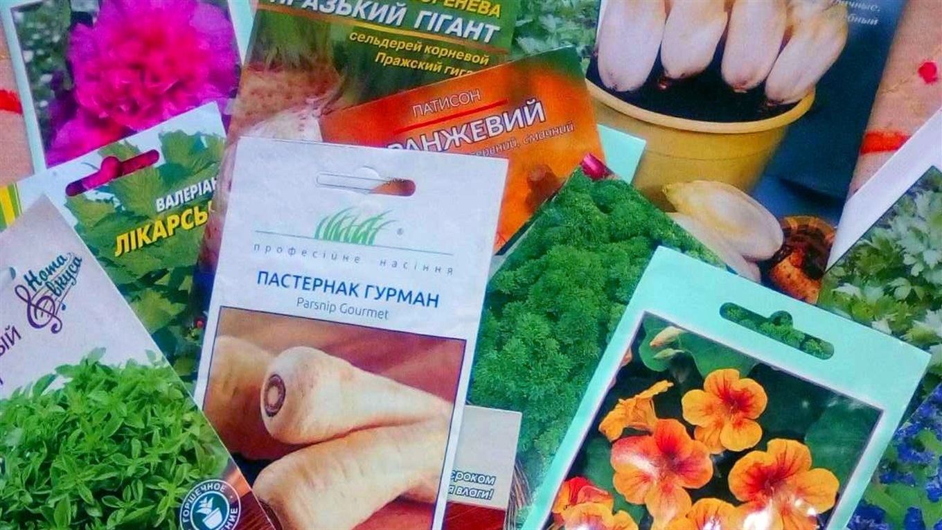 Правила сусідства на грядці. Городоччанки радять як поєднувати рослини