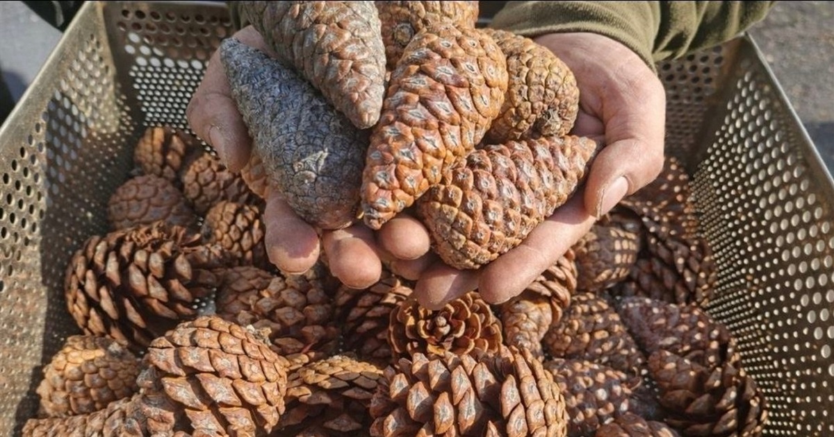 В Ізмаїлі вперше зібрали врожай рідкісної сосни, що в майбутньому стане основою лісів півдня України