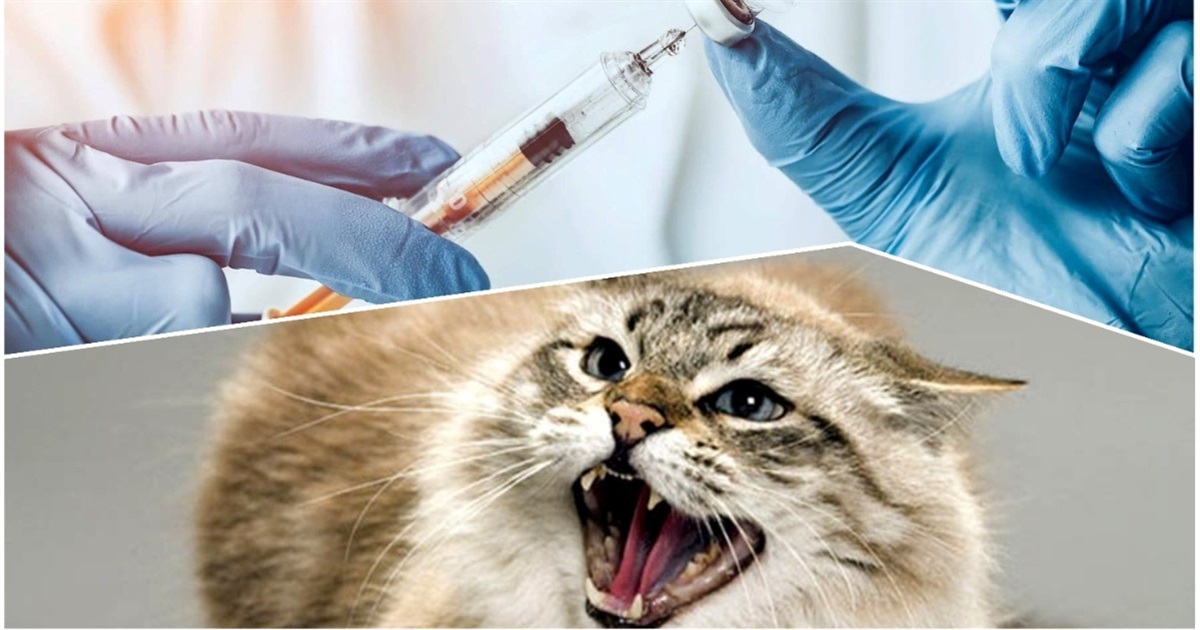 Лисиці, собаки, коти: на Звягельщині найбільше випадків сказу в області