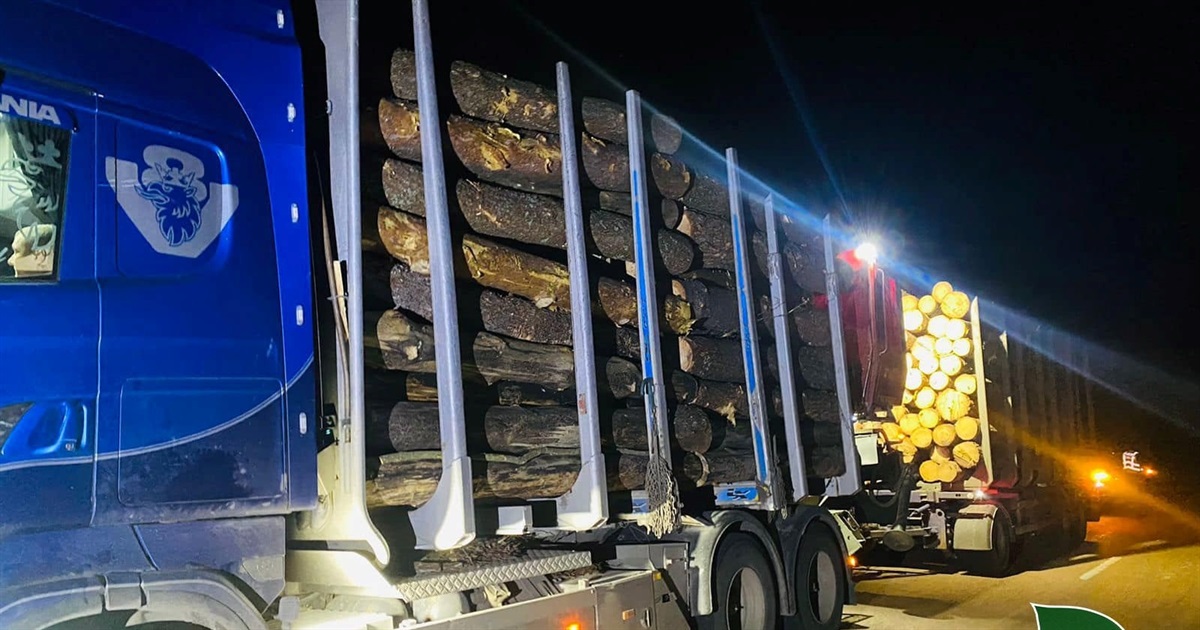 Лісівники спільно з прикордонниками перешкодили незаконному перевезенню лісу на Житомирщині