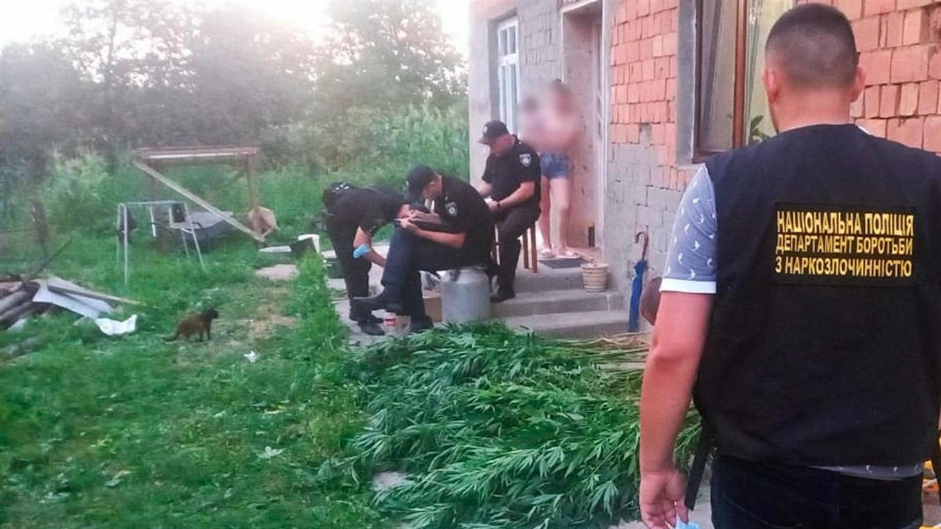 Незаконно посіяні коноплі знайшли правоохоронці у жителя Стрілецького Кута