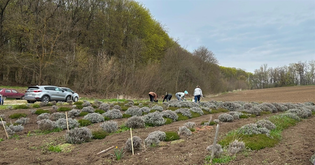 Лавандове поле у Городку: городоччани розпочали весняні роботи перед сезоном
