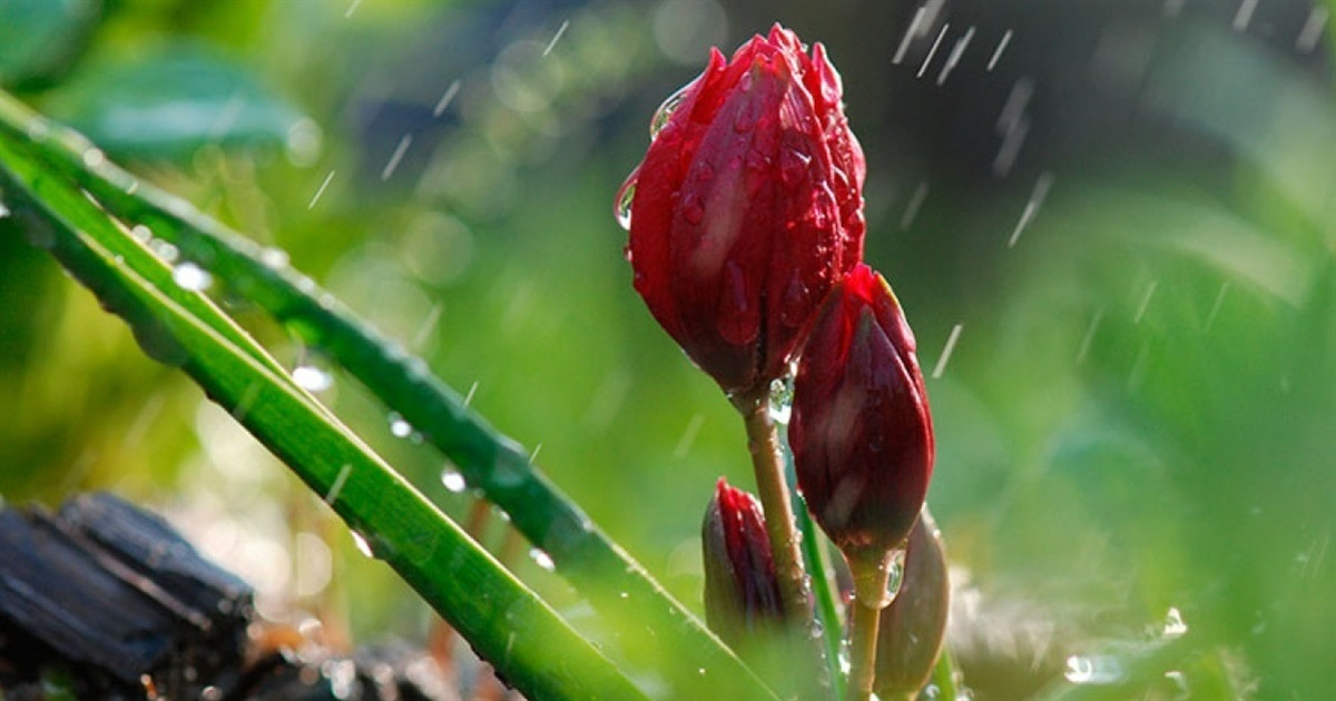 Дощі, пориви вітру, з понеділка місцями - мокрий сніг і заморозки на поверхні грунту: прогноз погоди