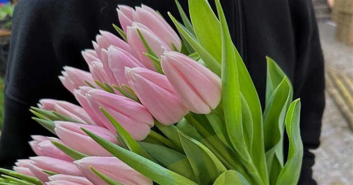 Майже 27 000 гривень на тюльпани: шахраї залишили 19-річного звягелянина без квітів і грошей