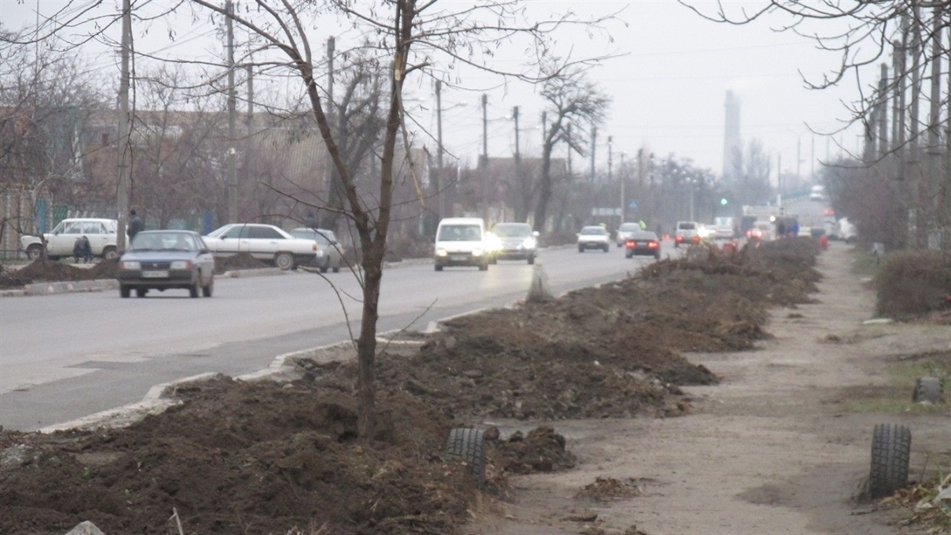 Аллея из голубых елей украсит к Новому году одну из улиц Мелитополя
