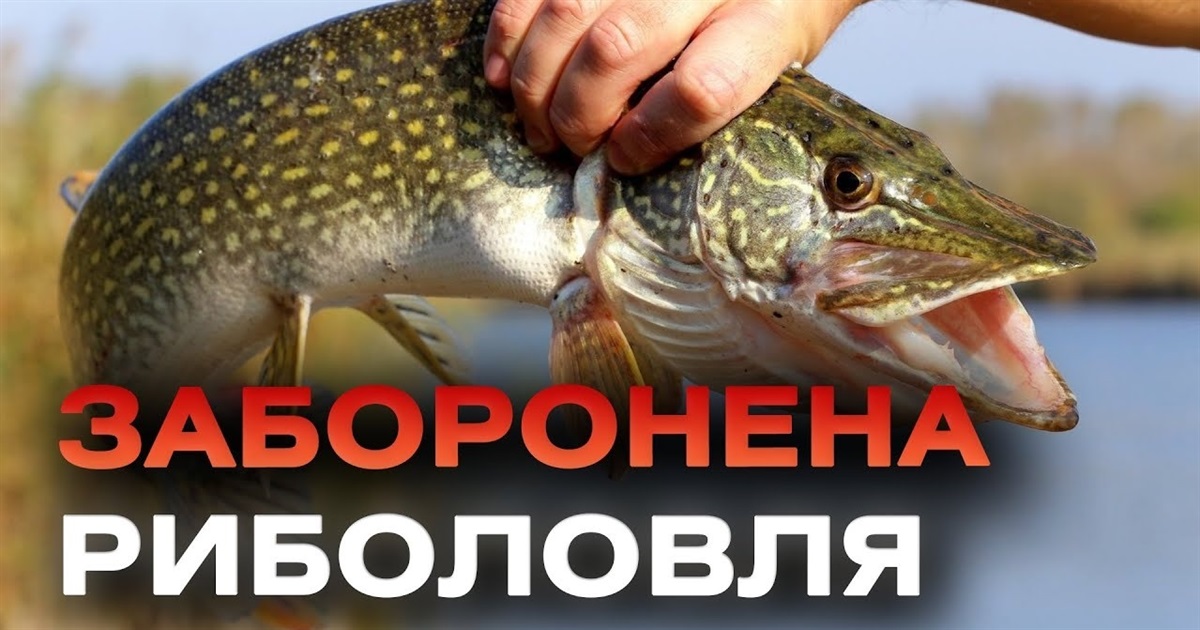 3.468 тис грн – штраф за вилов щуки: коли діятиме заборона