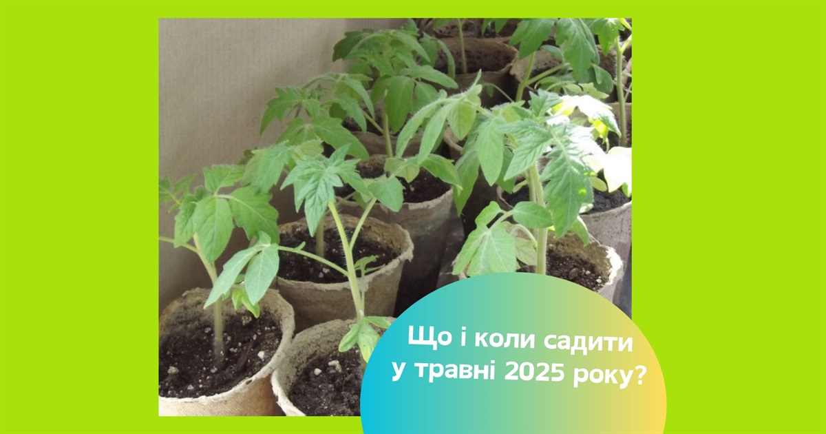 Посівний календар на травень 2025. Коли садити розсаду для щедрого врожаю