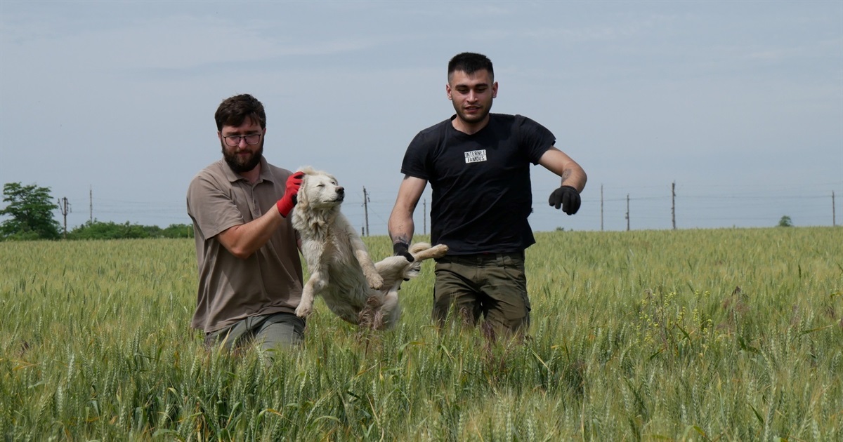 Зоозахисники в Южненській громаді відловлюють безпритульних собак (ФОТО)