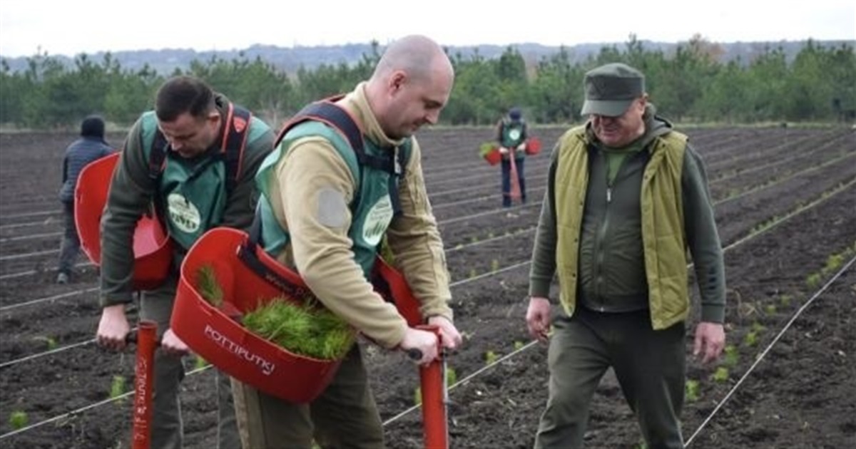 Третє місце в Україні: 11 мільйонів дерев висадили в південних областях