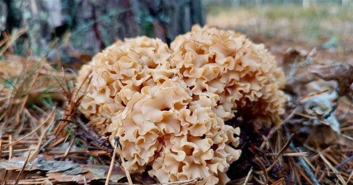 Рідкісний гриб-баран на Житомирщині: чому його не можна збирати та які штрафи передбачені