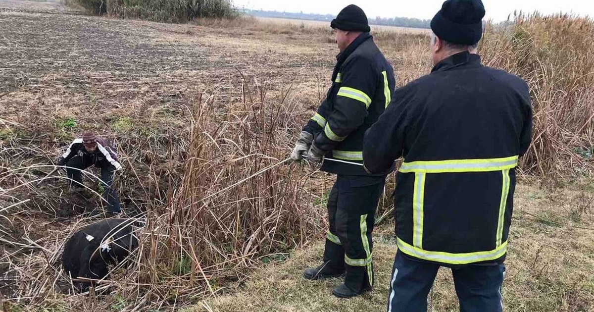 Измаильские спасатели на острове Репида вытащили корову из болота